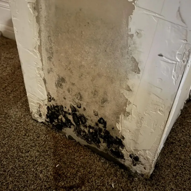 Professional Mold Removal in Colstrip, MT